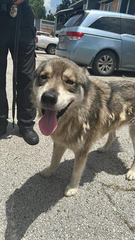 adoptable Dog in Houston, TX named A640563