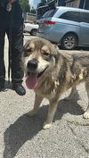 adoptable Dog in  named A640563