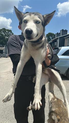 adoptable Dog in Houston, TX named A640564