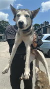 adoptable Dog in  named A640564