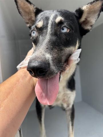adoptable Dog in Houston, TX named A640575