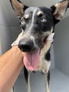 adoptable Dog in  named A640575