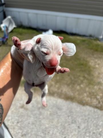 adoptable Dog in Houston, TX named A640576