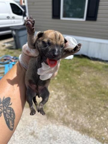 adoptable Dog in Houston, TX named A640578