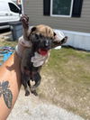 adoptable Dog in  named A640578