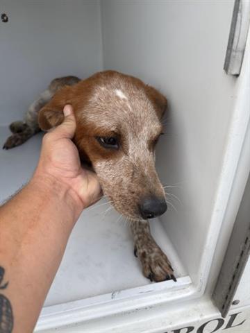 adoptable Dog in Houston, TX named A640586