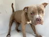 adoptable Dog in  named COSTELLO