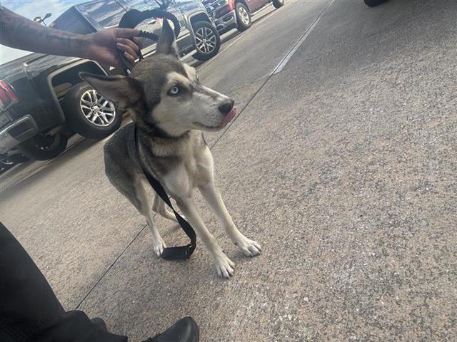 adoptable Dog in Houston, TX named A640018