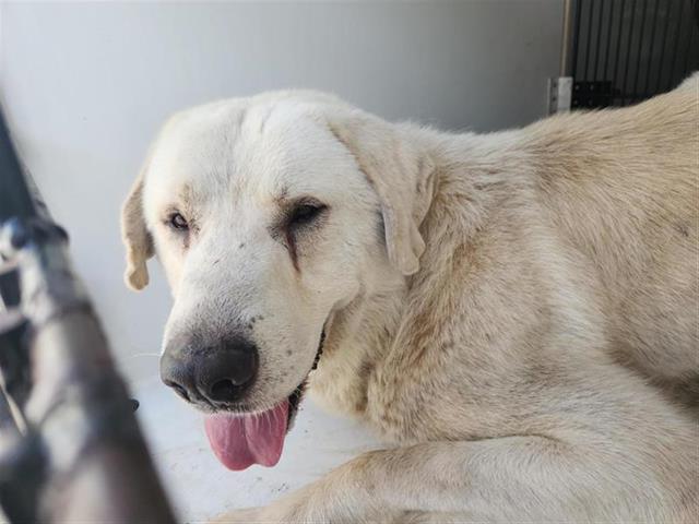 adoptable Dog in Houston, TX named A640591
