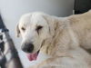 adoptable Dog in  named A640591