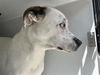adoptable Dog in  named KIRA