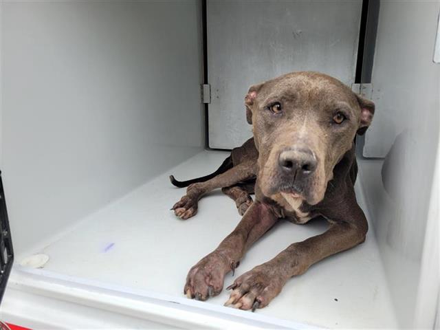 adoptable Dog in Houston, TX named A640602
