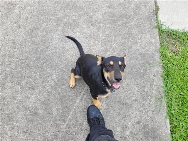 adoptable Dog in Houston, TX named A640605