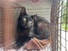 adoptable Cat in  named A640616