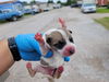 adoptable Dog in  named A640617