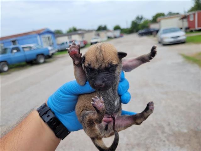 adoptable Dog in Houston, TX named A640618