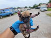 adoptable Dog in  named A640618