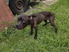adoptable Dog in  named A640622
