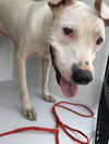 adoptable Dog in  named TYSON