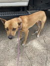 adoptable Dog in  named A640612