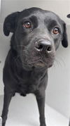 adoptable Dog in  named A640636