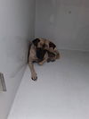 adoptable Dog in  named A640638