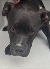 adoptable Dog in  named A640639