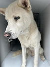adoptable Dog in  named KAI