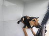 adoptable Dog in  named A640647