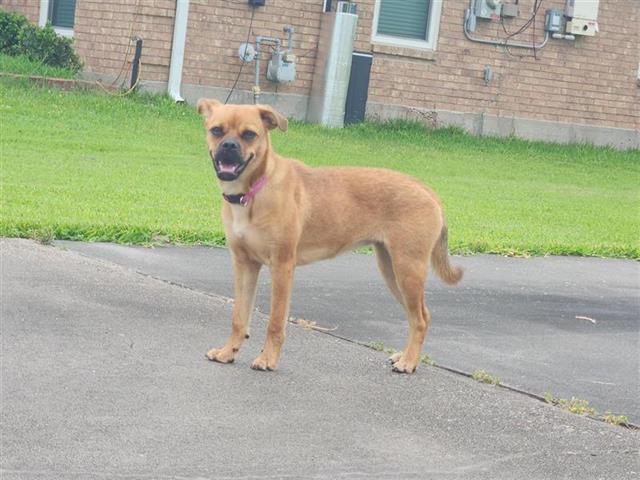 adoptable Dog in Houston, TX named A640654