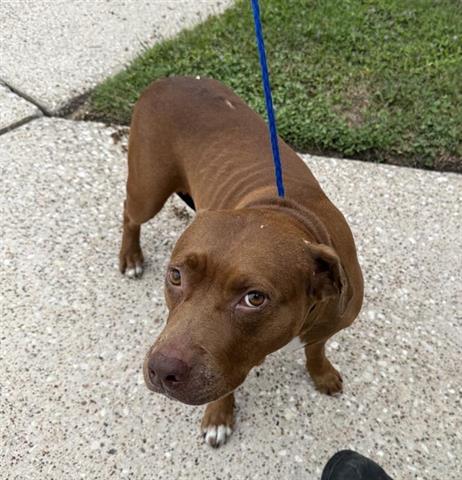 adoptable Dog in Houston, TX named A640657