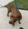 adoptable Dog in  named A640657