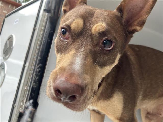 adoptable Dog in Houston, TX named A640648