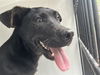 adoptable Dog in  named A640658