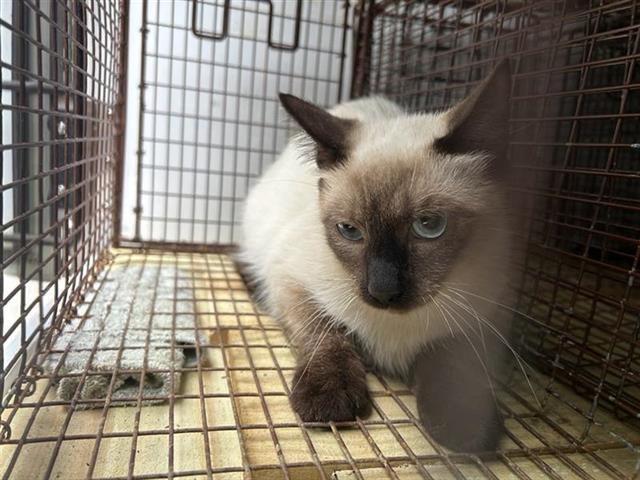 adoptable Cat in Houston, TX named A640664