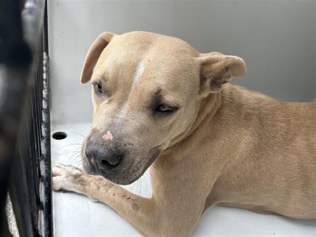adoptable Dog in Houston, TX named A640672