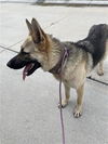 adoptable Dog in  named A640667
