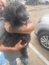 adoptable Dog in  named A640680