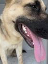 adoptable Dog in  named A640679