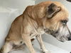 adoptable Dog in  named A640682