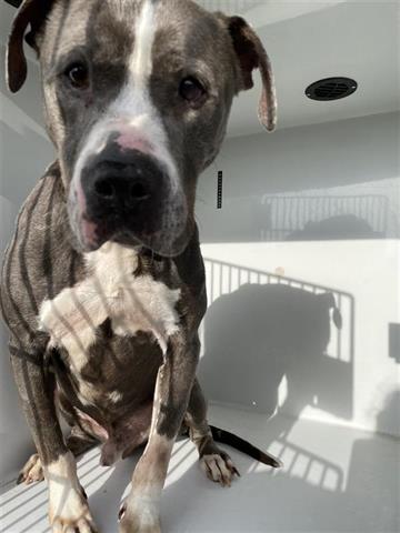 adoptable Dog in Houston, TX named A640704
