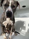 adoptable Dog in  named A640704