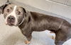adoptable Dog in houston, TX named BRUNO