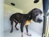adoptable Dog in ,  named A640707