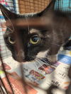 adoptable Cat in ,  named A640719