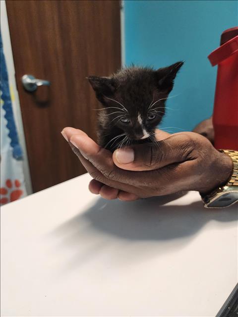 adoptable Cat in Houston, TX named A640720