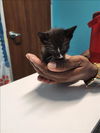 adoptable Cat in ,  named A640720