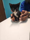 adoptable Cat in ,  named A640721