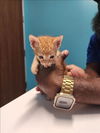 adoptable Cat in ,  named A640722