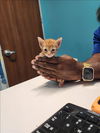 adoptable Cat in ,  named A640723